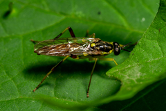 Xylomya simillima