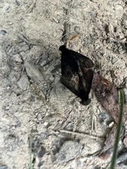 Chrysopilus connexus