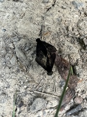 Chrysopilus connexus