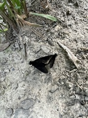 Chrysopilus connexus