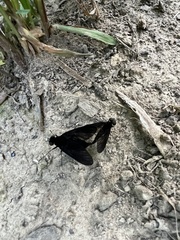 Chrysopilus connexus