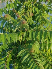 Ailanthus altissima