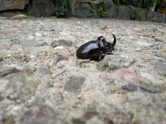 Oryctes nasicornis grypus