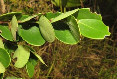 Eugenia capensis capensis
