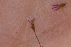 Eriogonum spergulinum