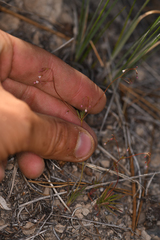 Eriogonum spergulinum