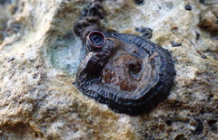 Petaloconchus nigricans