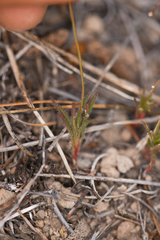 Eriogonum spergulinum