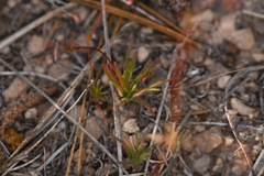 Eriogonum spergulinum