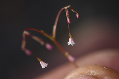 Eriogonum spergulinum