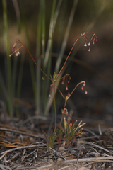 Eriogonum spergulinum