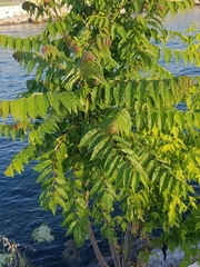Ailanthus altissima