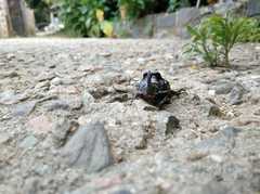 Oryctes nasicornis grypus