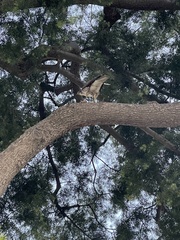 Buteo jamaicensis