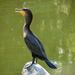 Typical Cormorants and Shags - Photo (c) Cindy Seigle, some rights reserved (CC BY-NC-SA)