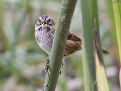 Swamp Sparrow photo 6