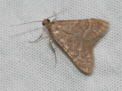 Arta epicoenalis