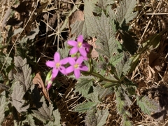 Zeltnera muehlenbergii