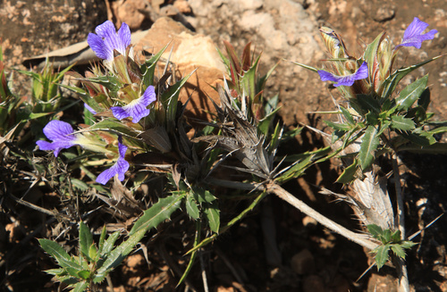 Image of Blepharis aspera by (c) Wynand Uys, some rights reserved (CC BY)