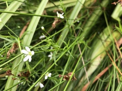 Arenaria paludicola