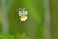 Viola arvensis