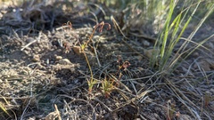 Eriogonum spergulinum