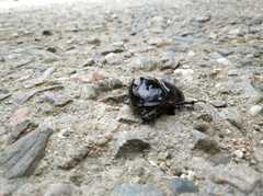 Oryctes nasicornis grypus