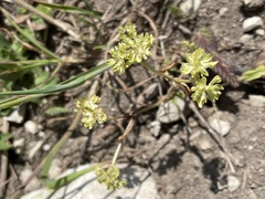 Valerianella carinata