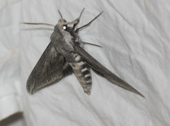 Sphinx perelegans