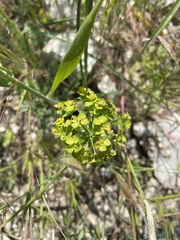 Euphorbia seguieriana