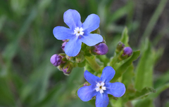 Hackelia velutina