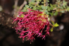 Melaleuca cyrtodonta