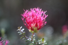 Melaleuca cyrtodonta
