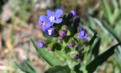 Hackelia velutina