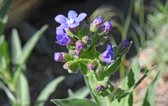 Hackelia velutina