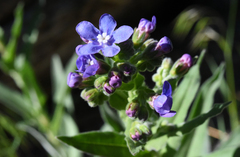 Hackelia velutina