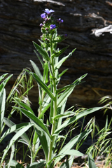 Hackelia velutina