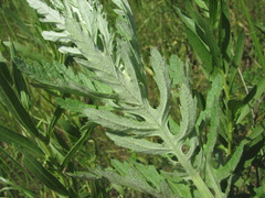 Jacobaea grandidentata