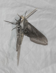 Sphinx perelegans