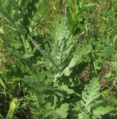 Jacobaea grandidentata