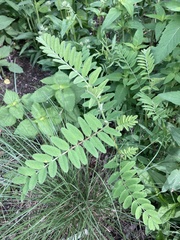 Astragalus canadensis