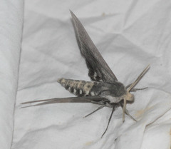 Sphinx perelegans