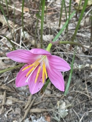 Zephyranthes robusta