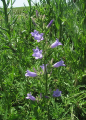 Campanula sibirica elatior
