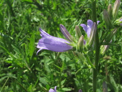 Campanula sibirica elatior