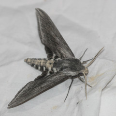 Sphinx perelegans