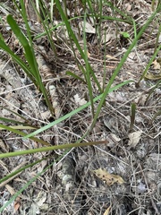 Zephyranthes robusta