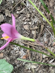 Zephyranthes robusta