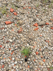 Phemeranthus calcaricus