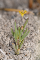 Cleomella parviflora